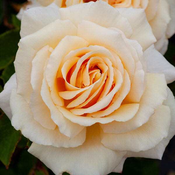 DIAMOND JUBILEE