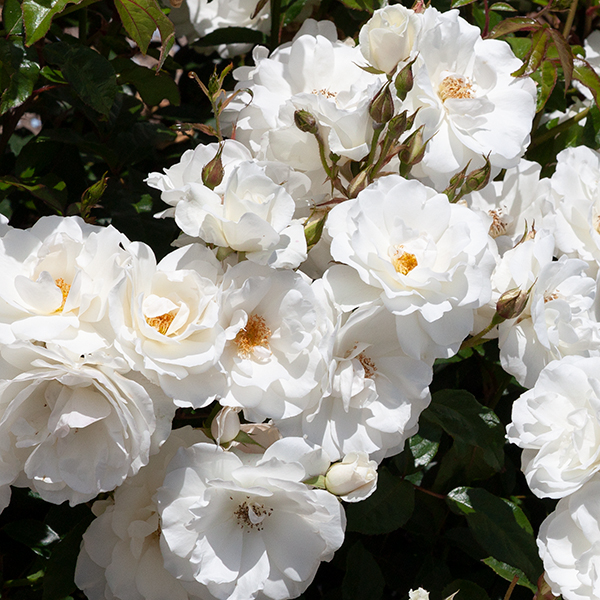 white rose tree