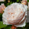 A MOMENT IN TIME - My Rose Collection - Image 2