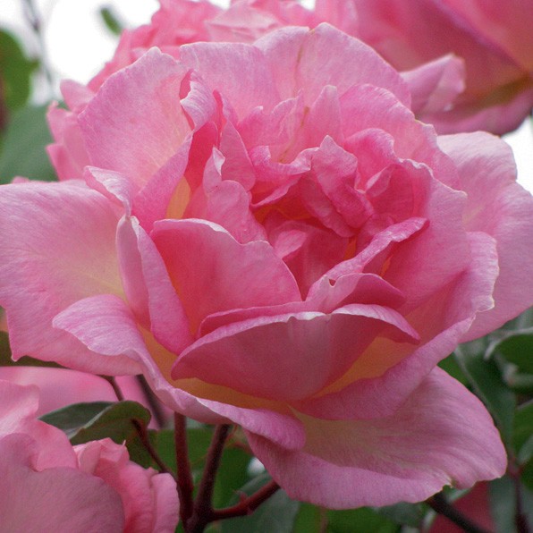 Souvenir De Madame Leonie Viennot Matthews Nurseries Ltd