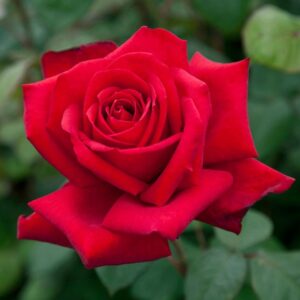 Hybrid Tea