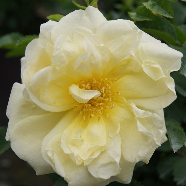 Bush Roses by Type Archives - Matthews Nurseries Ltd