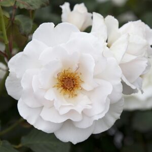 MARGARET MERRIL - Standard 800mm