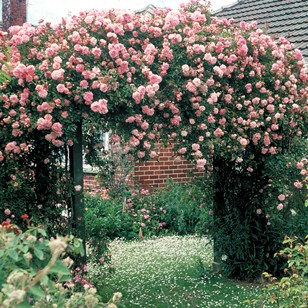 New Roses Archives - Page 3 of 4 - Matthews Nurseries Ltd