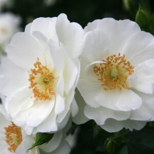 SPARKLES - Kordes Rose Selection