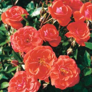 WANAKA - Mini Standard 450mm