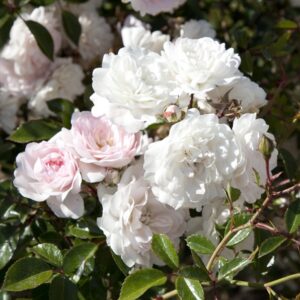 SEAFOAM - Mini Standard Weeper 450mm