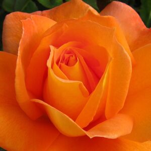 SUPER TROUPER - Standard 800mm