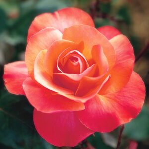 TINTINARA - Standard 800mm