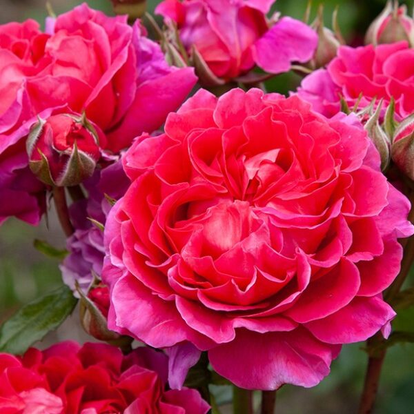 BERRY NICE - My Rose Collection