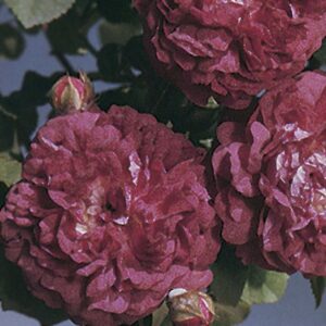 CARDINAL DE RICHELIEU