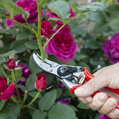 FELCO 100 - Cut and Hold Secateurs