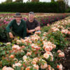 A GARDENER'S DREAM - My Rose Collection - Image 2