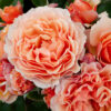 A GARDENER'S DREAM - My Rose Collection