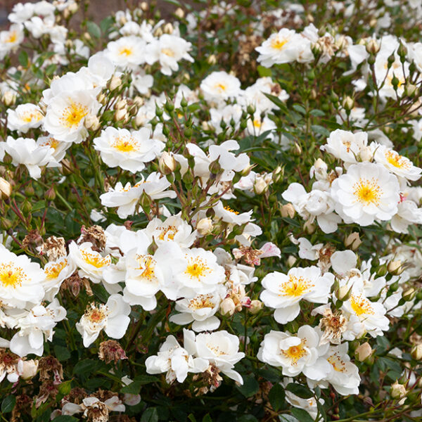 CASCADING WHITE - Standard Weeper 800mm