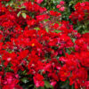 REBEL SPIRIT - Kordes Rose Selection - Image 2