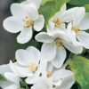 TOM'S FLECK - Crabapple - Image 2