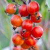 TOM'S FLECK - Crabapple