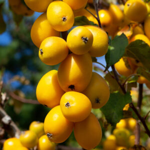 Crabapples (Malus)