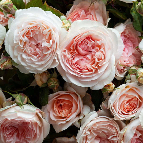 FAIRYTALE MAGIC - Kordes Rose Selection - Image 2