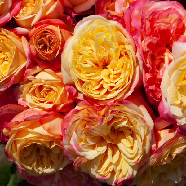 PIECE OF CAKE - Kordes Rose Selection - Image 2