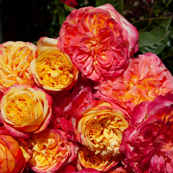 PIECE OF CAKE - Kordes Rose Selection - Image 3
