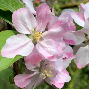 STRAWBERRY SWIRL - Crabapple