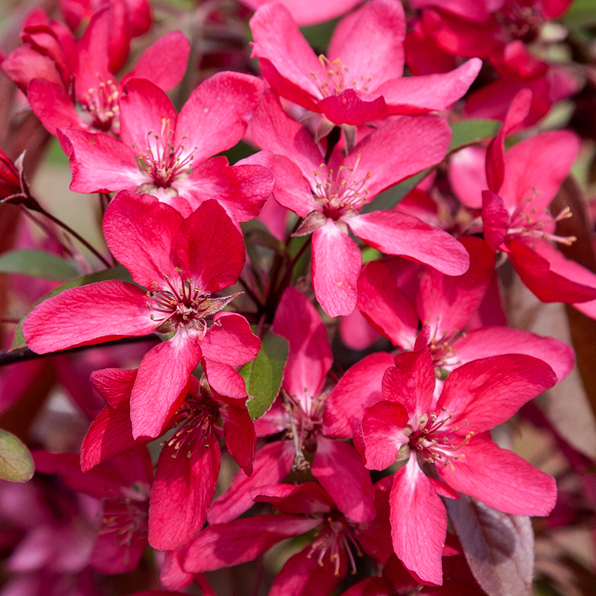 TOM MATTHEWS - Crabapple - Matthews Nurseries Ltd