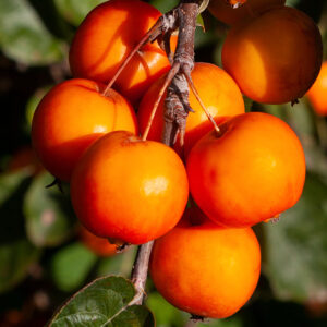 Crabapples (Malus)