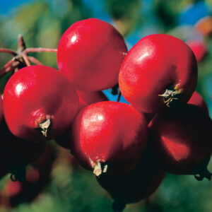 TOM'S RED - Crabapple