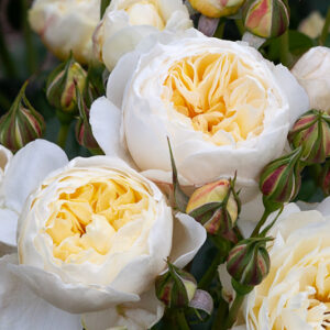 Bush Roses by Name