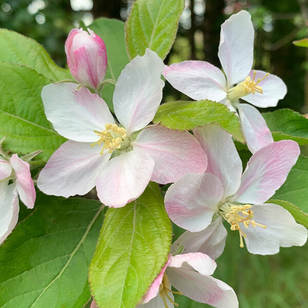 BIG RED - Crabapple - Image 2