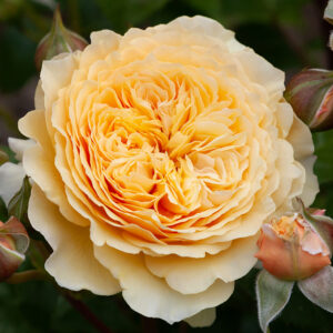 New Roses for 2023