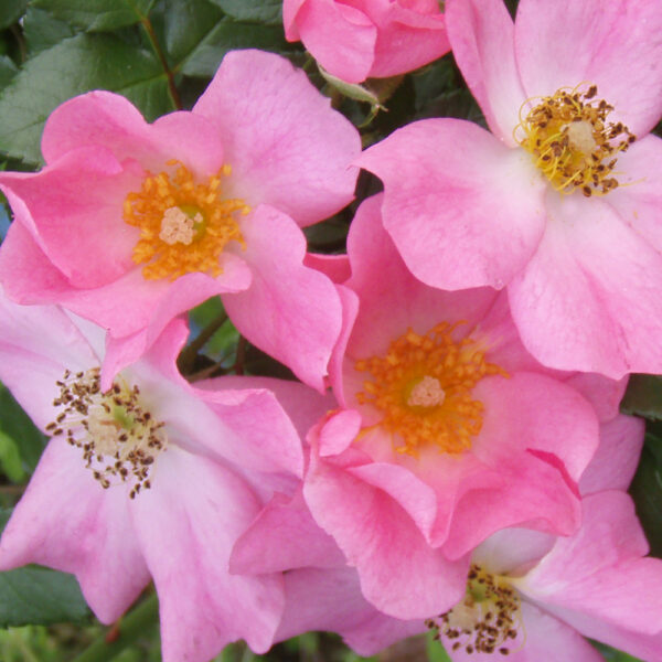 PINK BABY - Standard 800mm