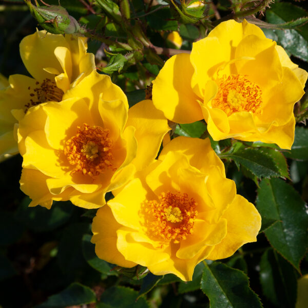 YELLOW SPLASH