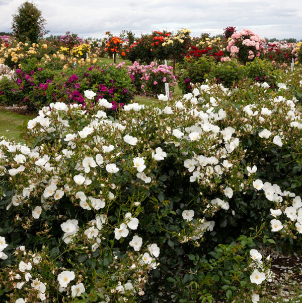 SILVER GHOST - Kordes Rose Selection - Image 3