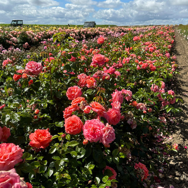 SUMMER SUN - Kordes Rose Selection - Image 3