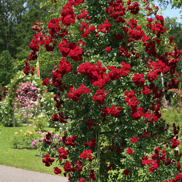 CRIMSON SILUETTA - Kordes Rose Selection - Image 3