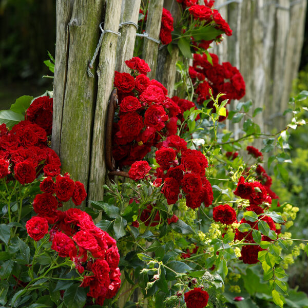 CRIMSON SILUETTA - Kordes Rose Selection - Image 2