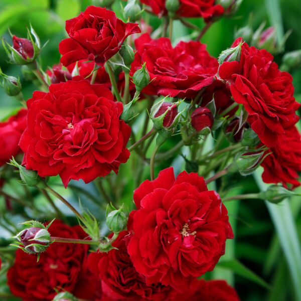 CRIMSON SILUETTA - Kordes Rose Selection