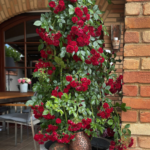 CRIMSON SILUETTA - Kordes Rose Selection - Image 4