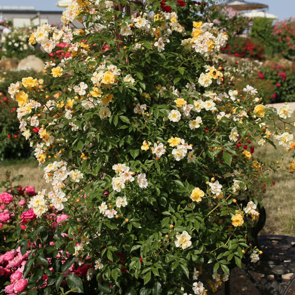 SUNNY SILUETTA - Kordes Rose Selection - Image 4