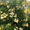 SUNNY SILUETTA - Kordes Rose Selection - Image 2