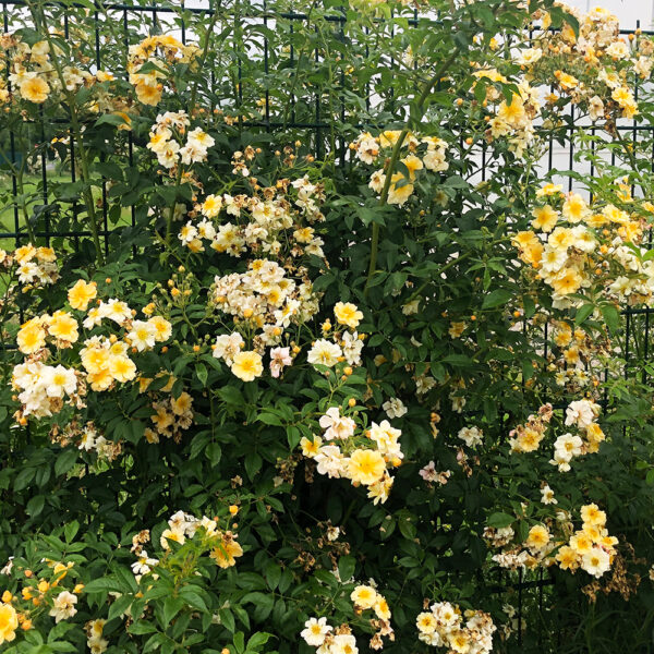 SUNNY SILUETTA - Kordes Rose Selection - Image 2