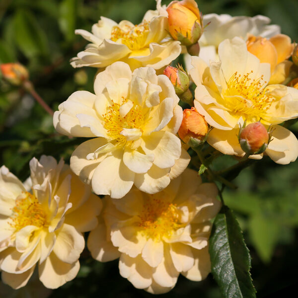 SUNNY SILUETTA - Kordes Rose Selection