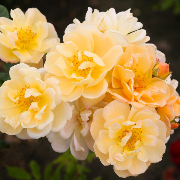 SUNNY SILUETTA - Kordes Rose Selection - Image 3