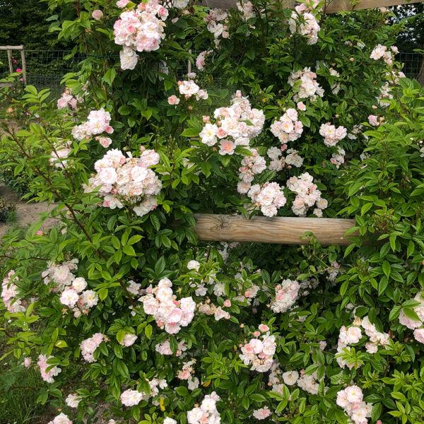 SWEET SILUETTA - Kordes Rose Selection - Image 4