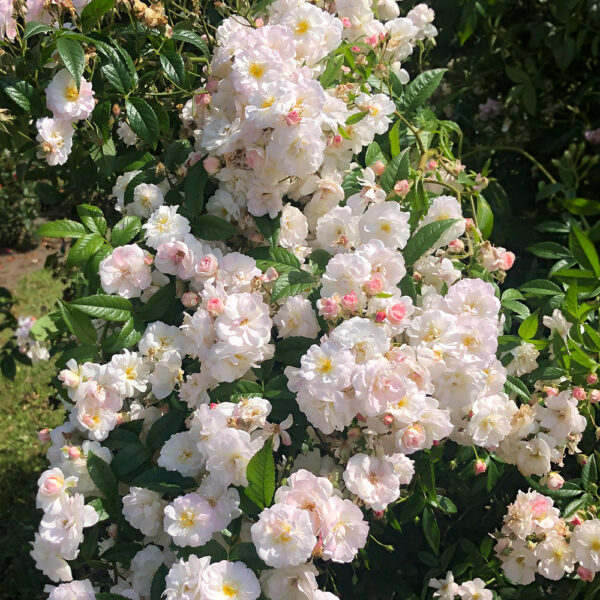 SWEET SILUETTA - Kordes Rose Selection - Image 2