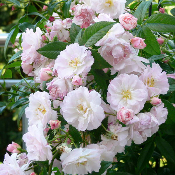 SWEET SILUETTA - Kordes Rose Selection