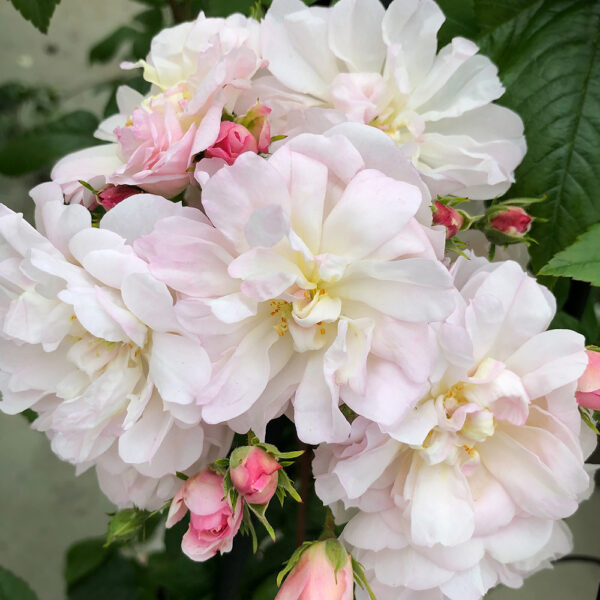 SWEET SILUETTA - Kordes Rose Selection - Image 3